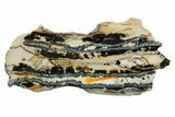 Mammoth Molar Slice With Case - South Carolina #349978-1